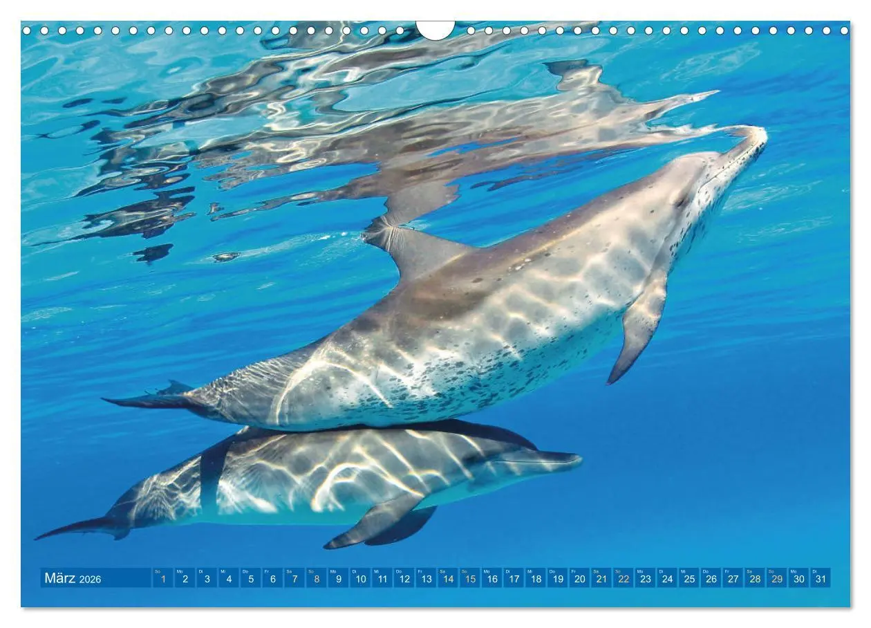 Bild: 9783457491195 | Delfine: Elegante Wellenreiter (Wandkalender 2026 DIN A3 quer),...