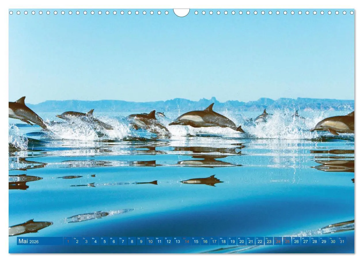 Bild: 9783457491195 | Delfine: Elegante Wellenreiter (Wandkalender 2026 DIN A3 quer),...