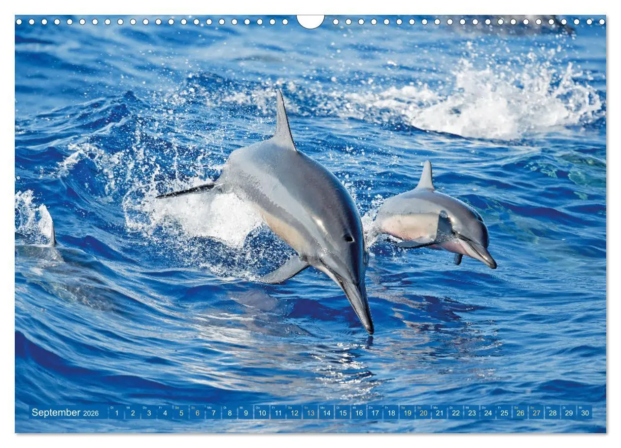 Bild: 9783457491195 | Delfine: Elegante Wellenreiter (Wandkalender 2026 DIN A3 quer),...