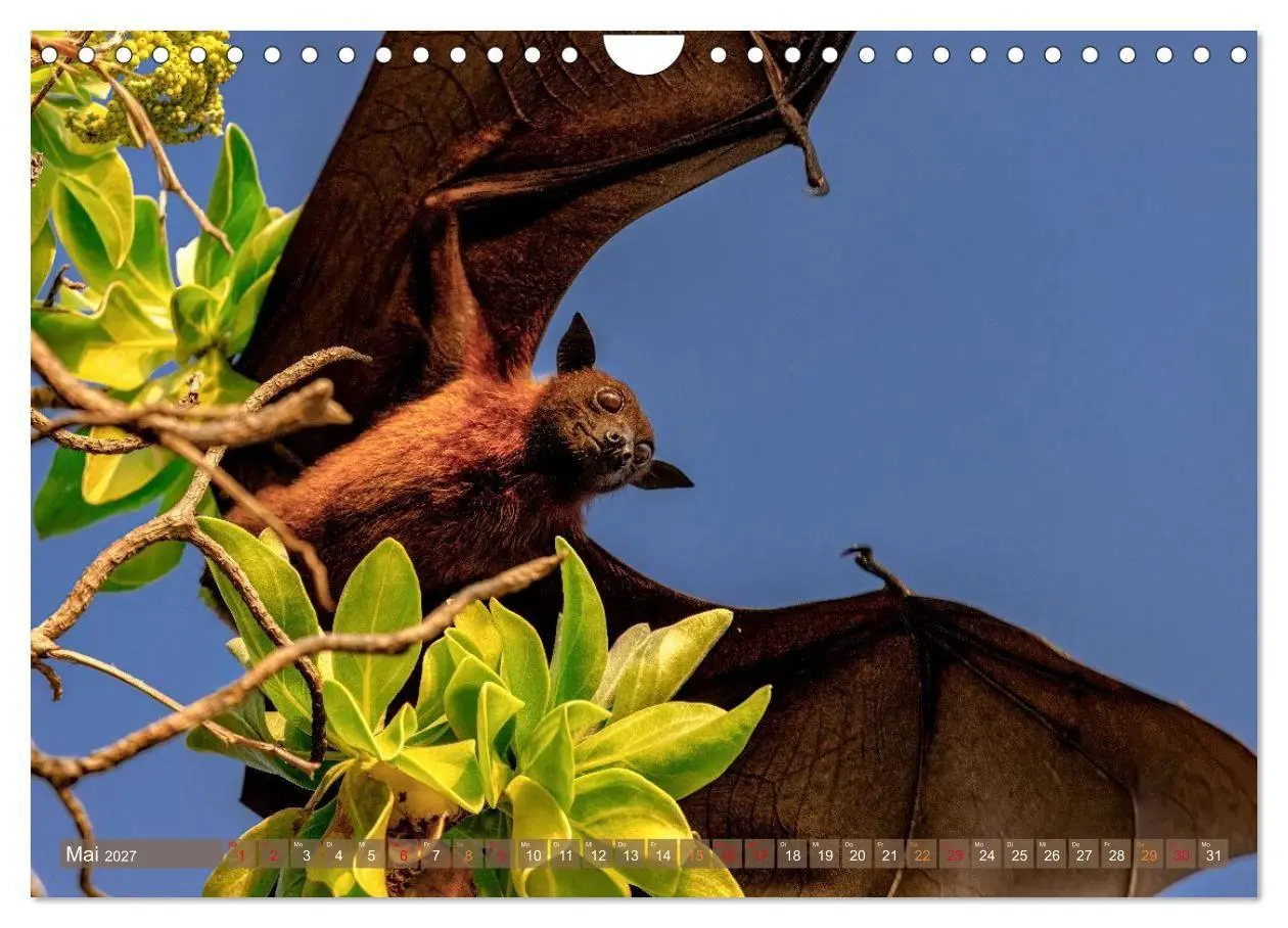 Bild: 9783516961195 | Malerische Malediven (Wandkalender 2027 DIN A4 quer), CALVENDO...