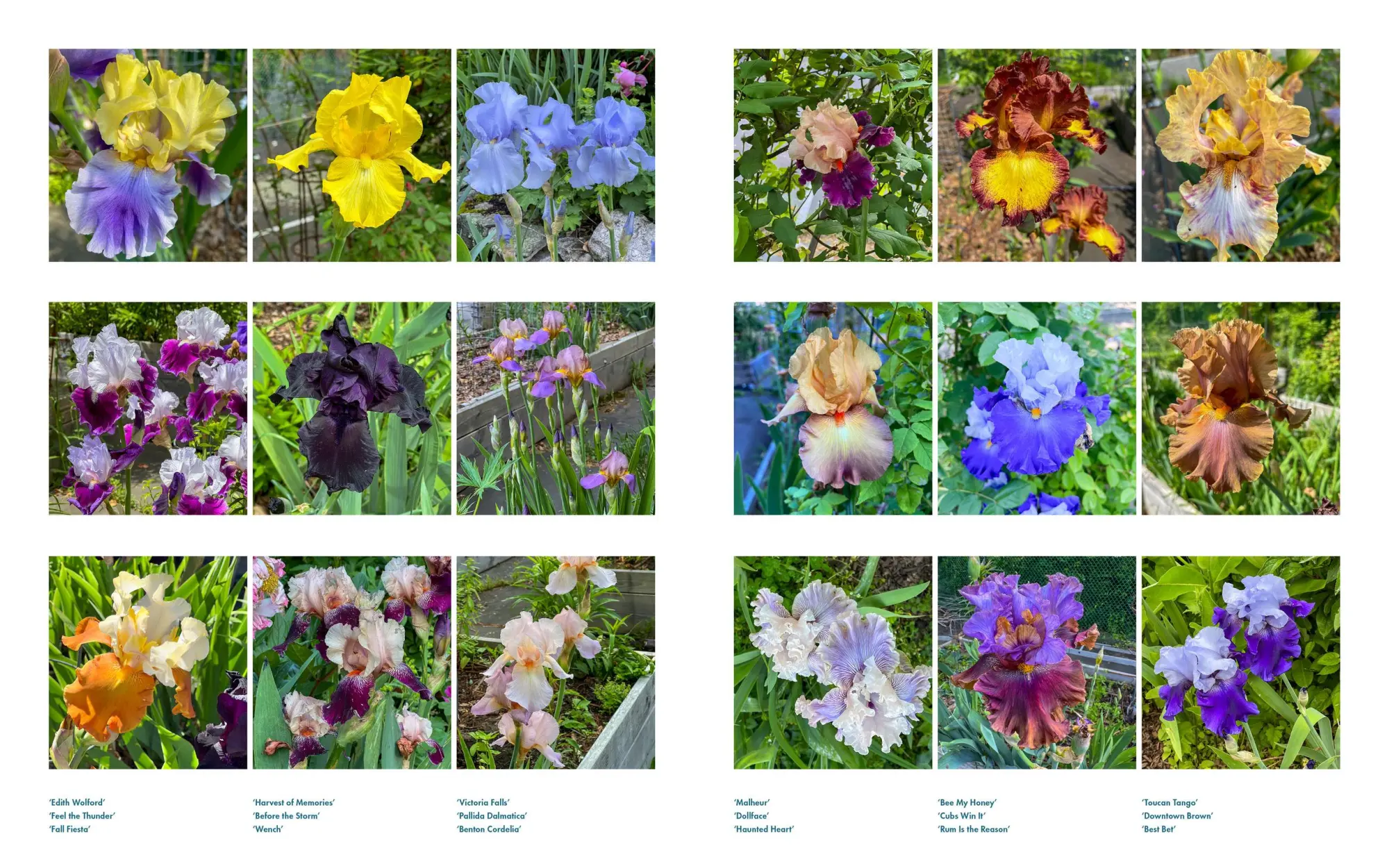 Bild: 9781648291395 | Life with Flowers | Inspiration and Lessons from the Garden | Palmer