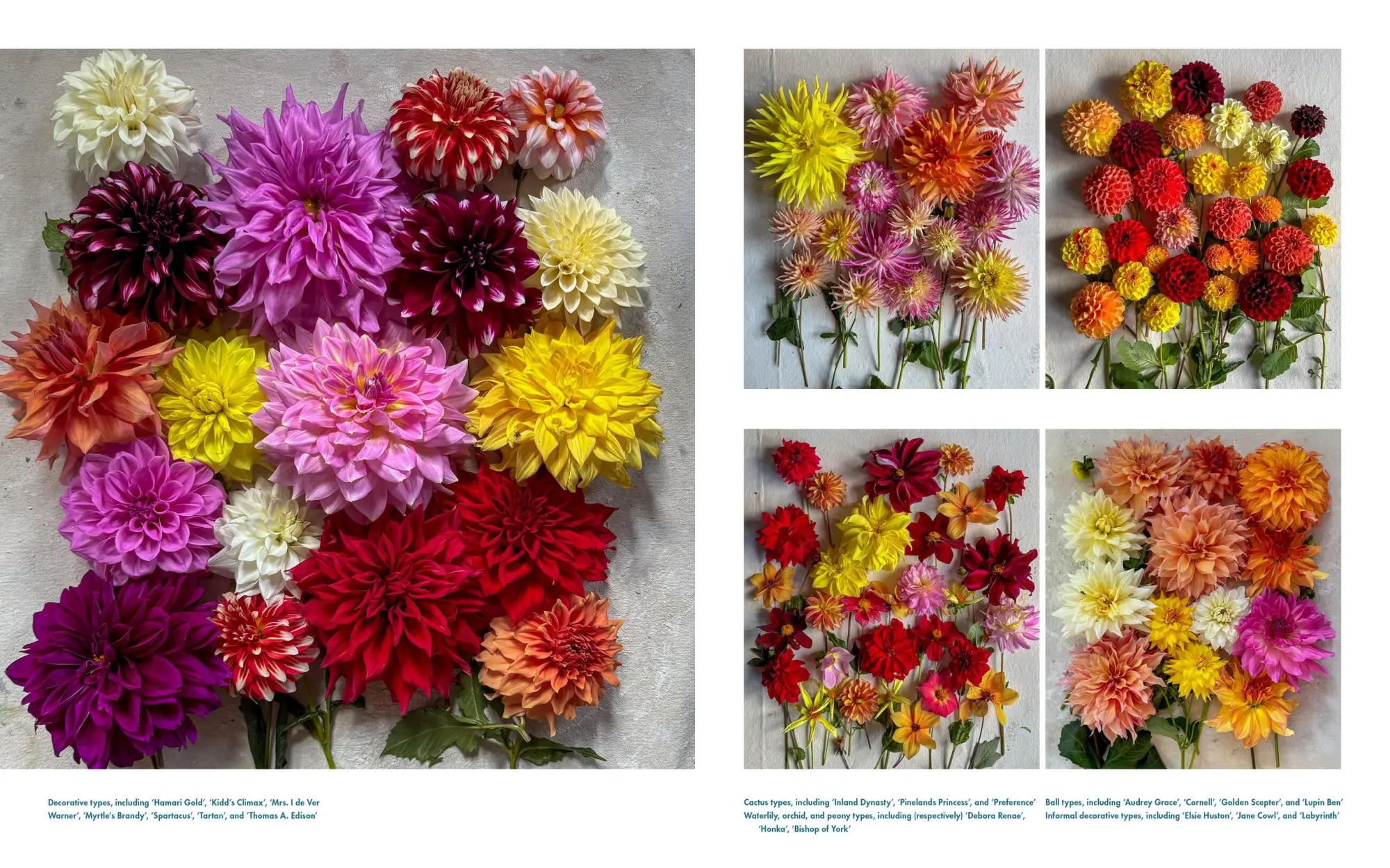 Bild: 9781648291395 | Life with Flowers | Inspiration and Lessons from the Garden | Palmer