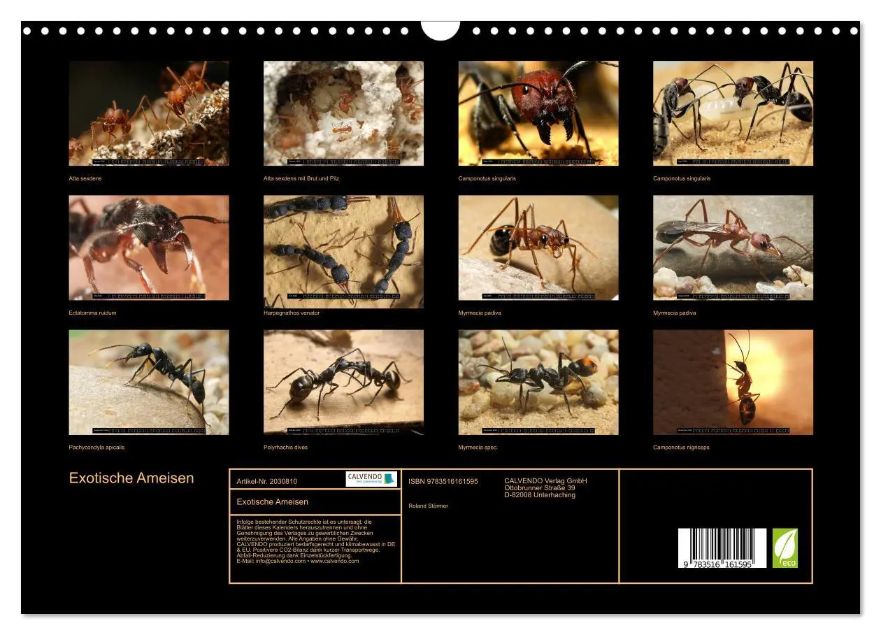 Bild: 9783516161595 | Exotische Ameisen (Wandkalender 2026 DIN A3 quer), CALVENDO...