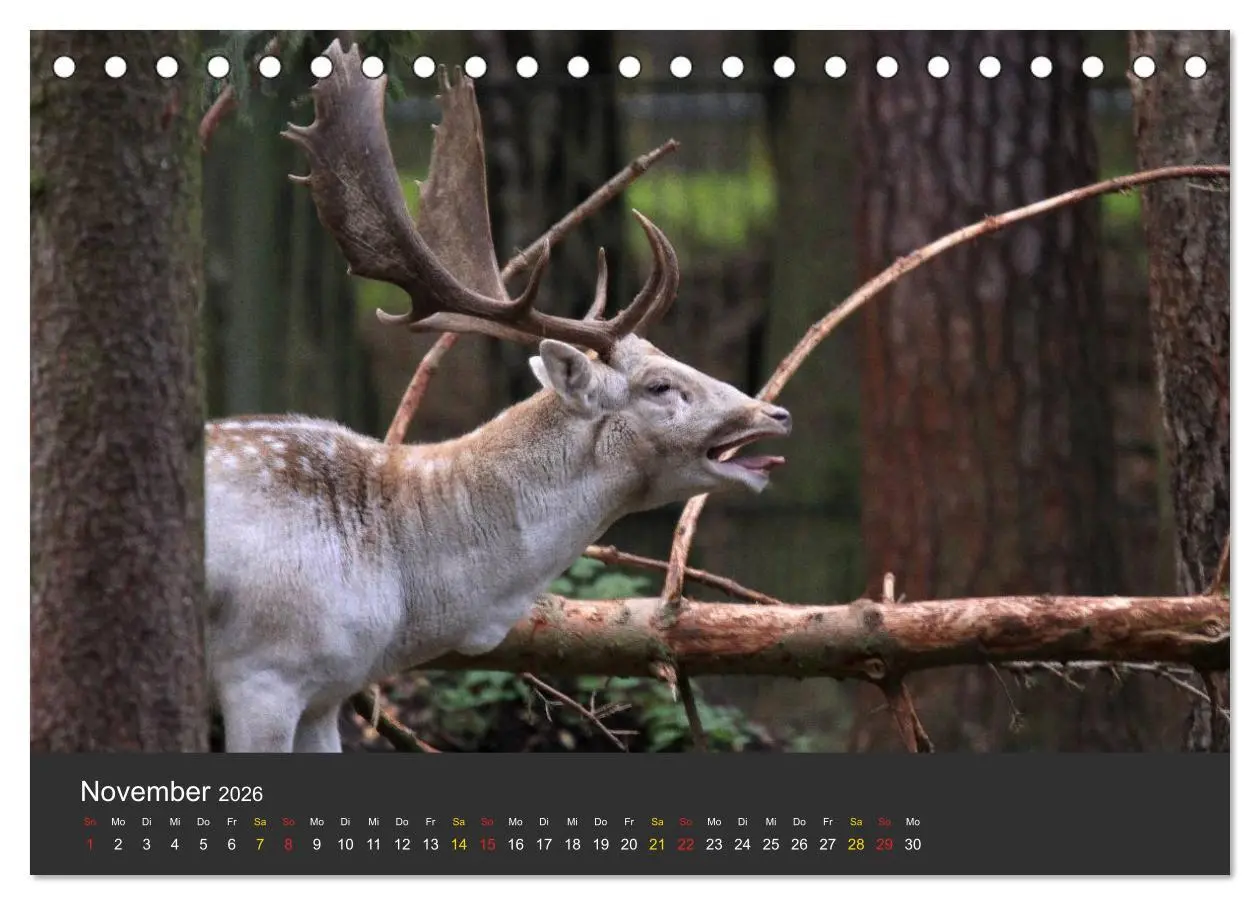 Bild: 9783516151695 | Tierpark-Gera (Tischkalender 2026 DIN A5 quer), CALVENDO...