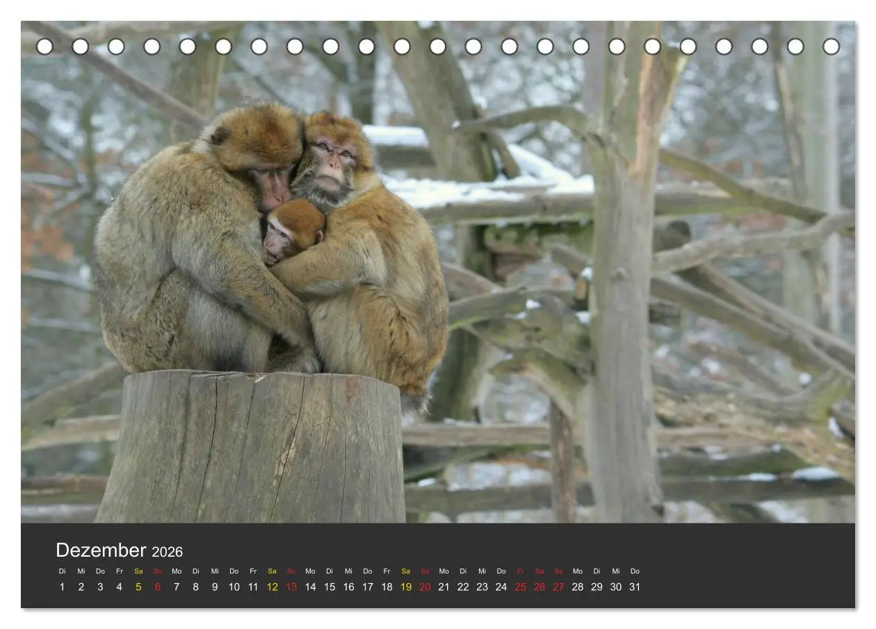Bild: 9783516151695 | Tierpark-Gera (Tischkalender 2026 DIN A5 quer), CALVENDO...