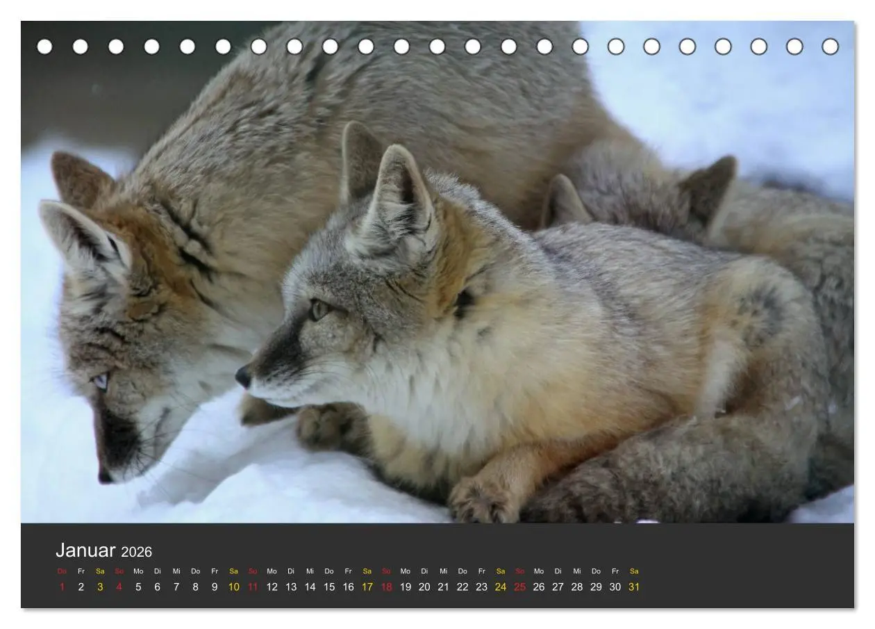 Bild: 9783516151695 | Tierpark-Gera (Tischkalender 2026 DIN A5 quer), CALVENDO...