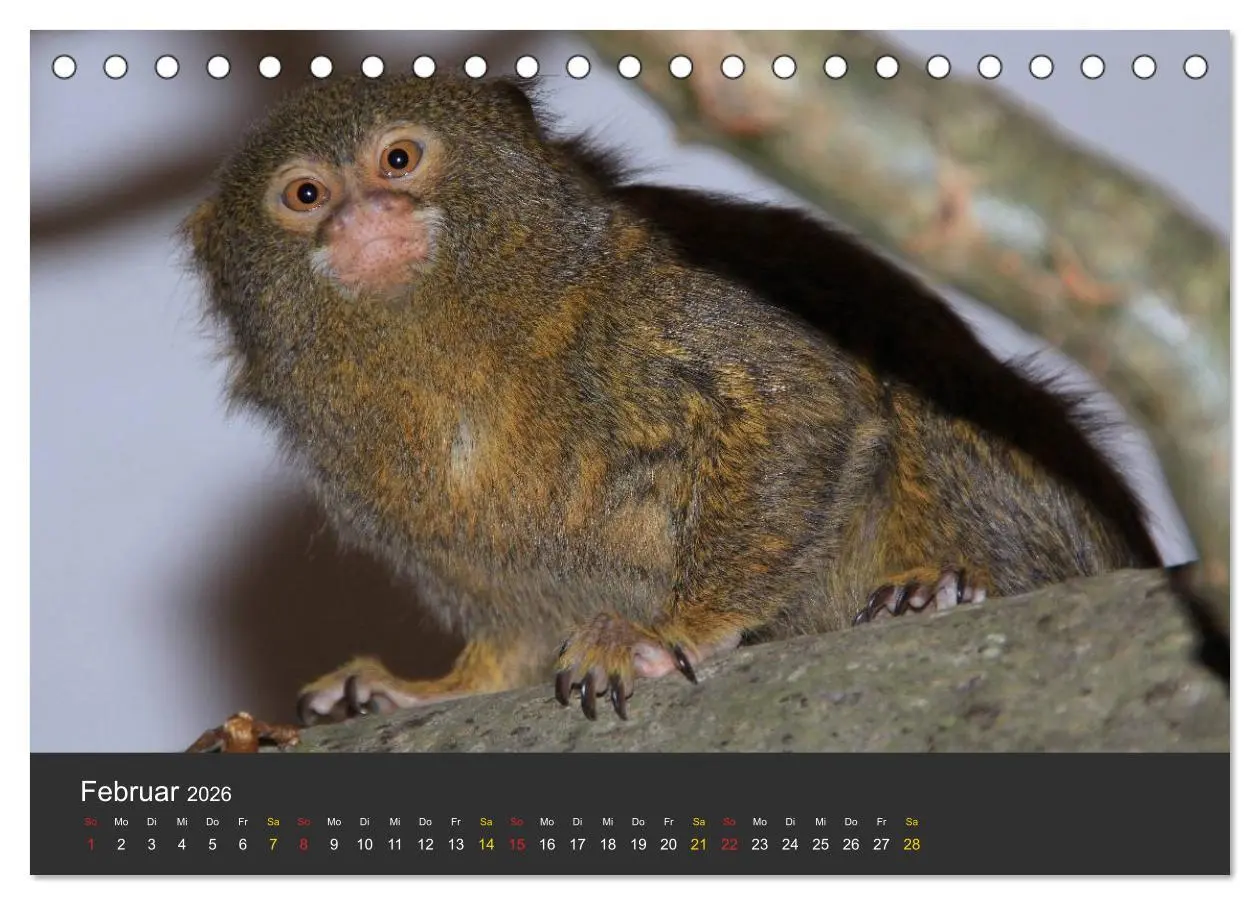 Bild: 9783516151695 | Tierpark-Gera (Tischkalender 2026 DIN A5 quer), CALVENDO...