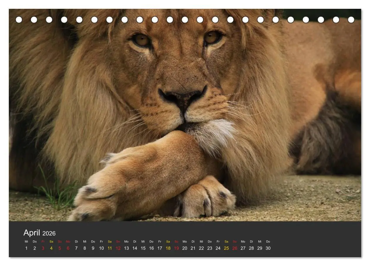 Bild: 9783516151695 | Tierpark-Gera (Tischkalender 2026 DIN A5 quer), CALVENDO...
