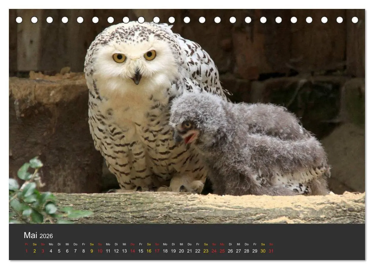 Bild: 9783516151695 | Tierpark-Gera (Tischkalender 2026 DIN A5 quer), CALVENDO...
