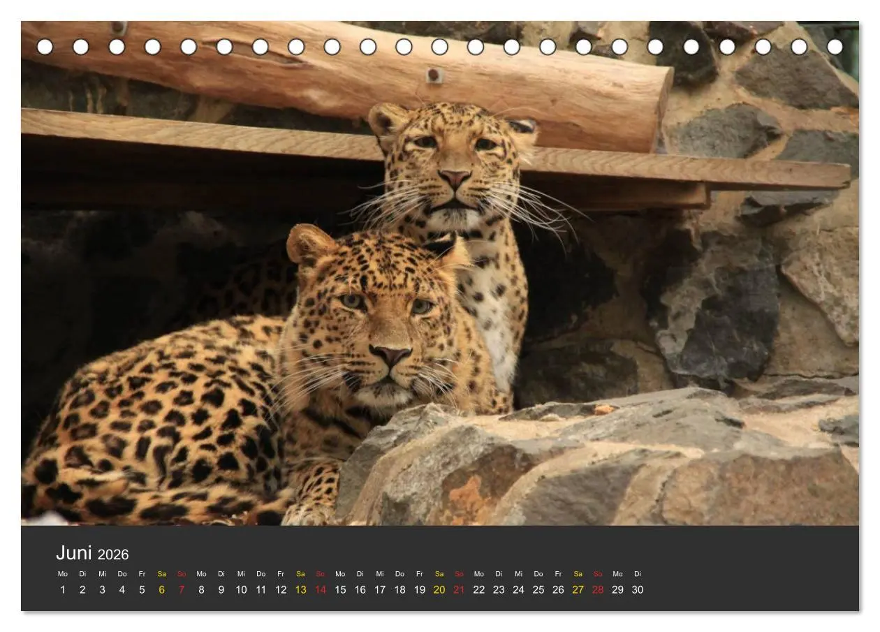 Bild: 9783516151695 | Tierpark-Gera (Tischkalender 2026 DIN A5 quer), CALVENDO...