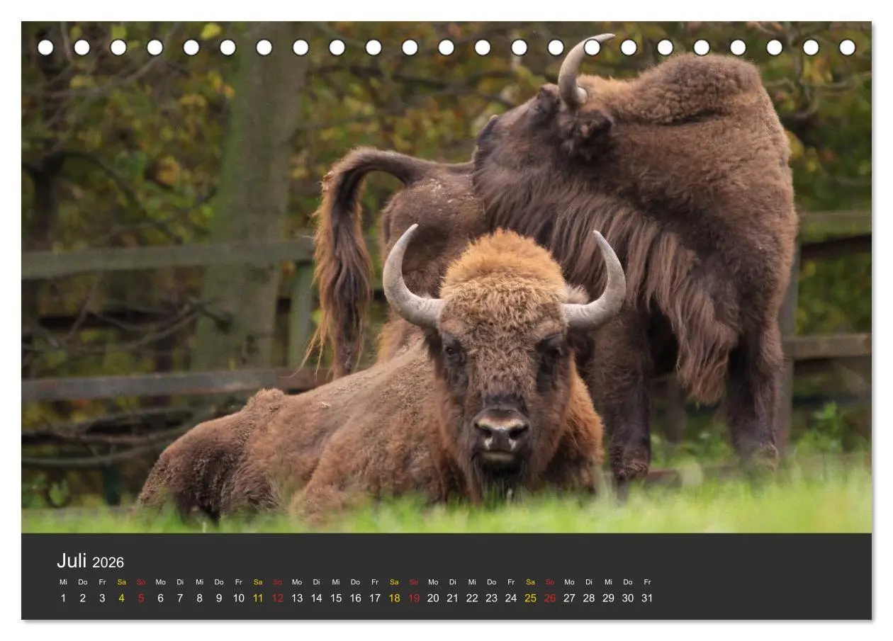 Bild: 9783516151695 | Tierpark-Gera (Tischkalender 2026 DIN A5 quer), CALVENDO...