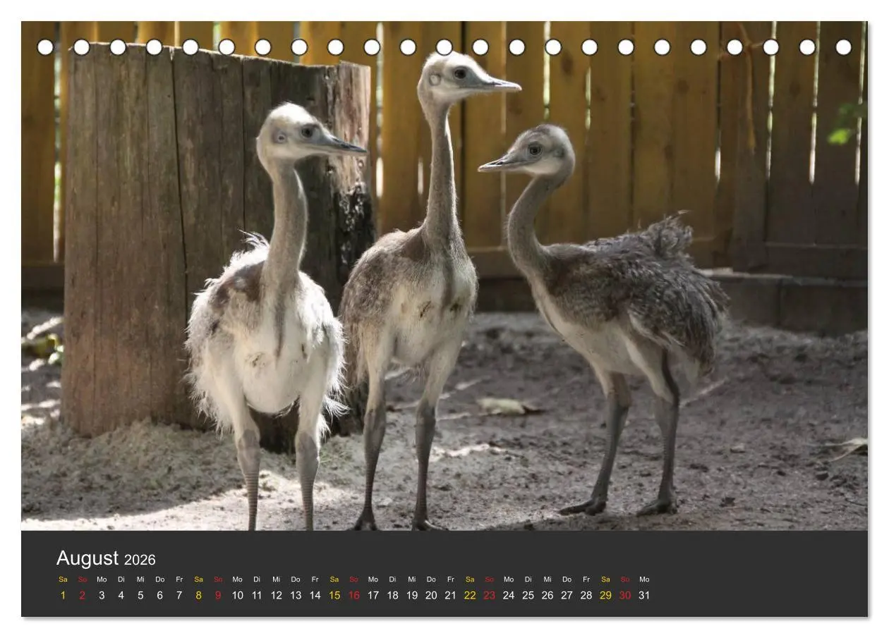 Bild: 9783516151695 | Tierpark-Gera (Tischkalender 2026 DIN A5 quer), CALVENDO...