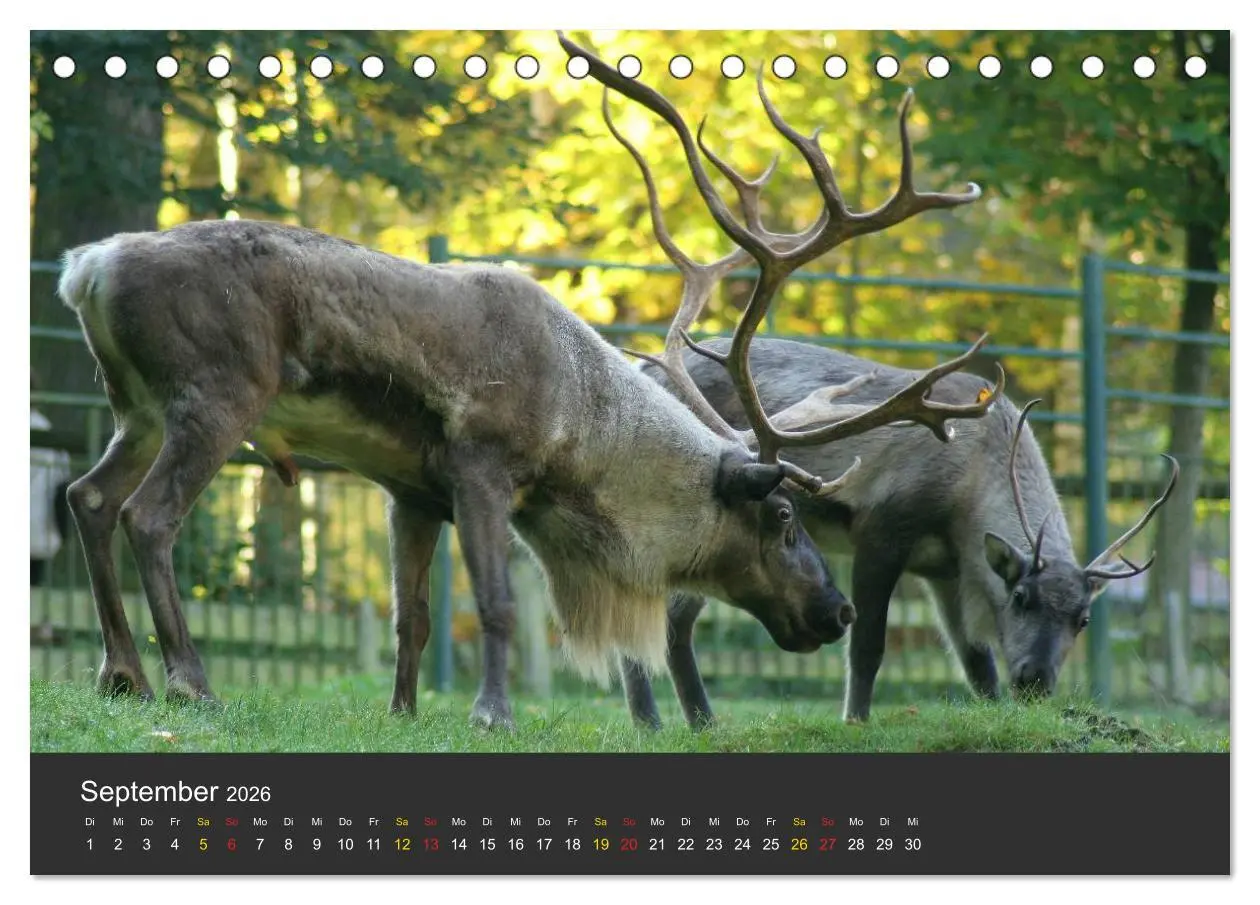 Bild: 9783516151695 | Tierpark-Gera (Tischkalender 2026 DIN A5 quer), CALVENDO...