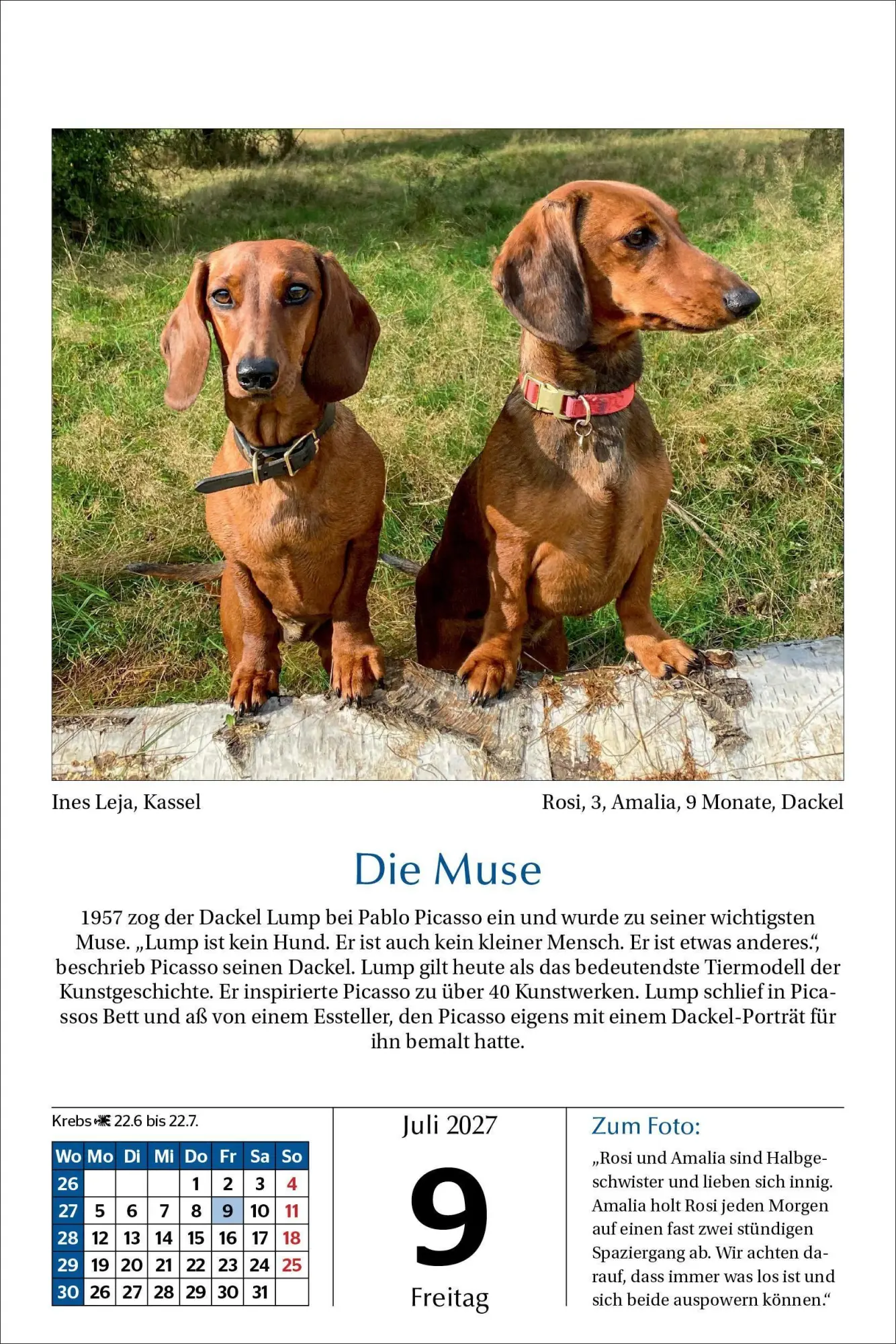 Bild: 9783865171795 | Hunde Tageskalender 2027 | Kalender | 365 S. | Deutsch | 2027