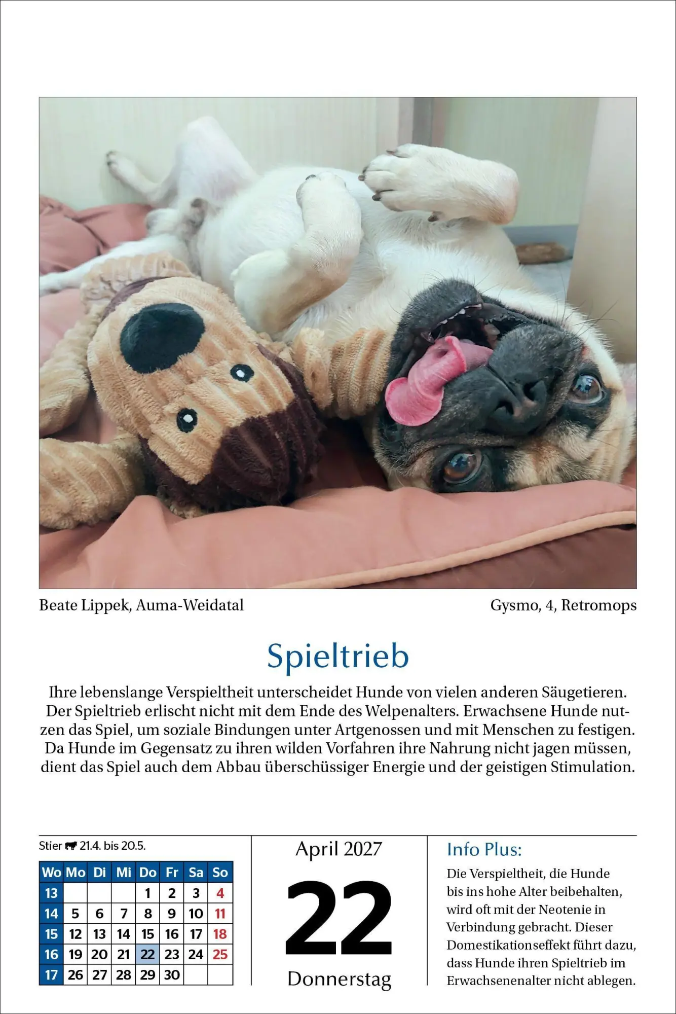 Bild: 9783865171795 | Hunde Tageskalender 2027 | Kalender | 365 S. | Deutsch | 2027