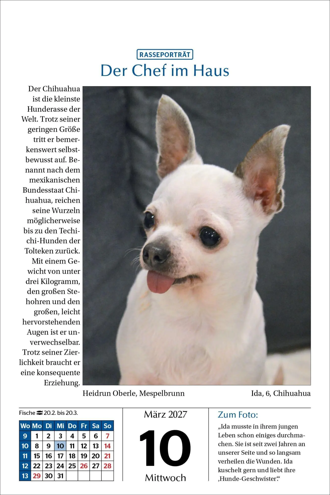 Bild: 9783865171795 | Hunde Tageskalender 2027 | Kalender | 365 S. | Deutsch | 2027