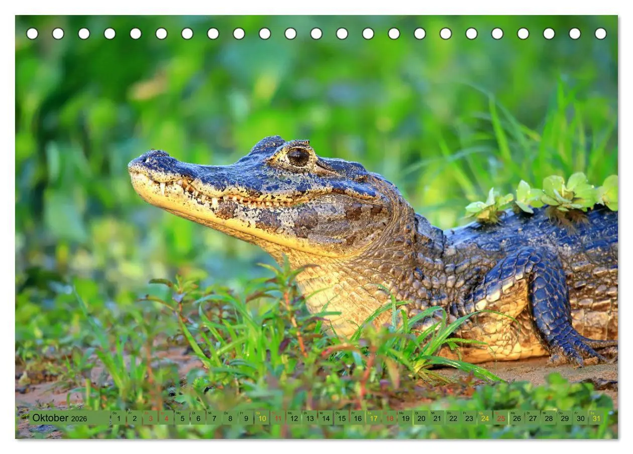 Bild: 9783457801895 | Krokodile in der Wildnis (Tischkalender 2026 DIN A5 quer), CALVENDO...