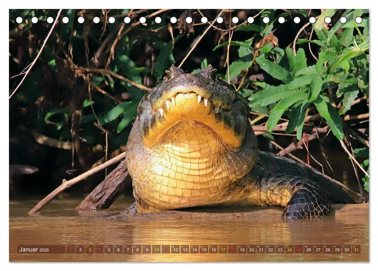 Bild: 9783457801895 | Krokodile in der Wildnis (Tischkalender 2026 DIN A5 quer), CALVENDO...