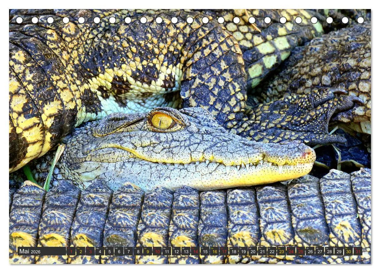 Bild: 9783457801895 | Krokodile in der Wildnis (Tischkalender 2026 DIN A5 quer), CALVENDO...