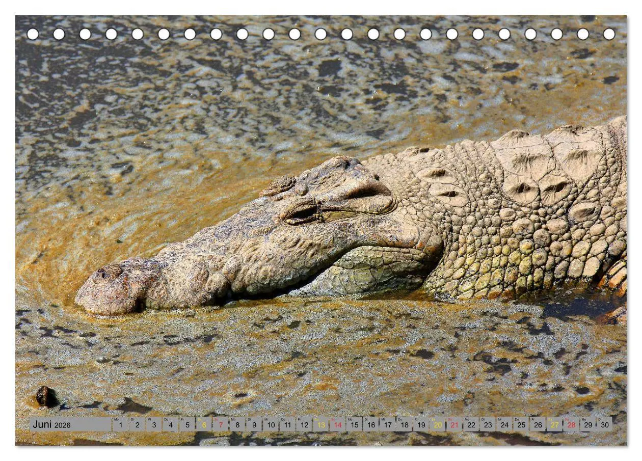 Bild: 9783457801895 | Krokodile in der Wildnis (Tischkalender 2026 DIN A5 quer), CALVENDO...