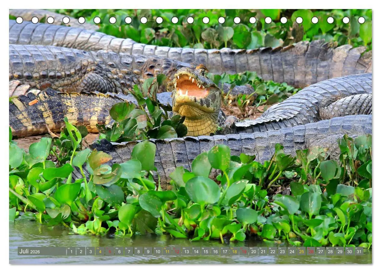 Bild: 9783457801895 | Krokodile in der Wildnis (Tischkalender 2026 DIN A5 quer), CALVENDO...