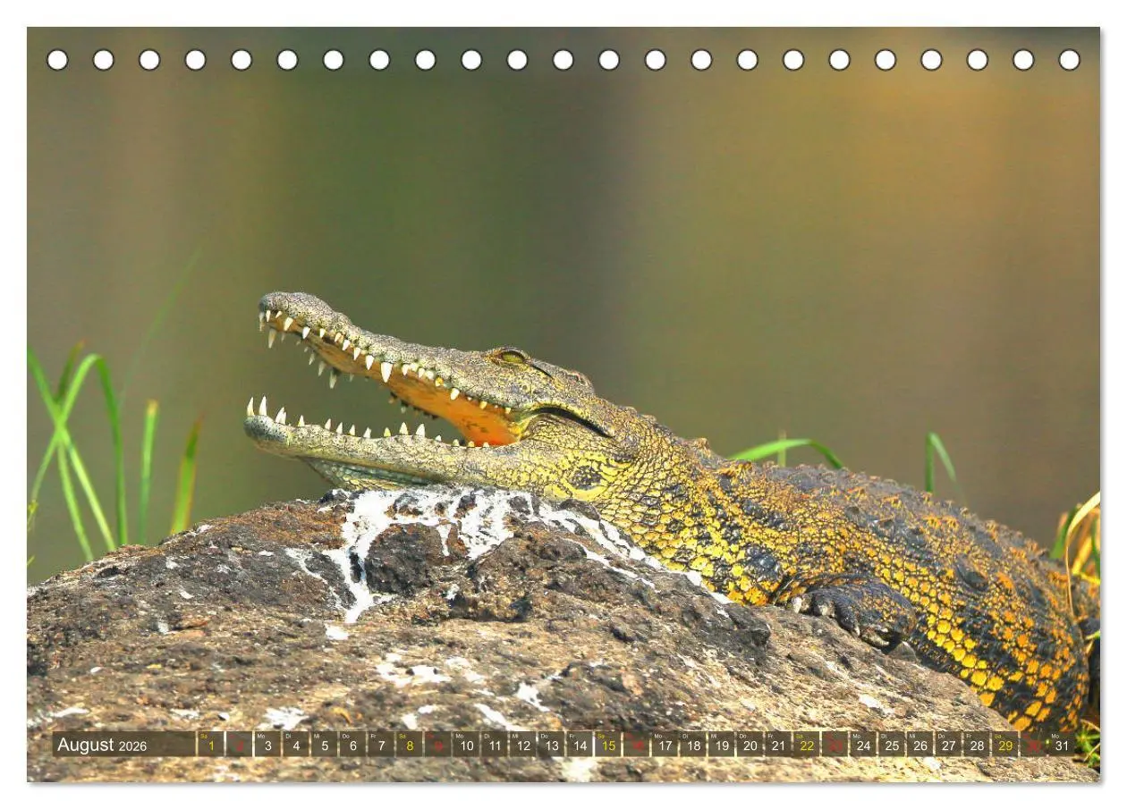 Bild: 9783457801895 | Krokodile in der Wildnis (Tischkalender 2026 DIN A5 quer), CALVENDO...