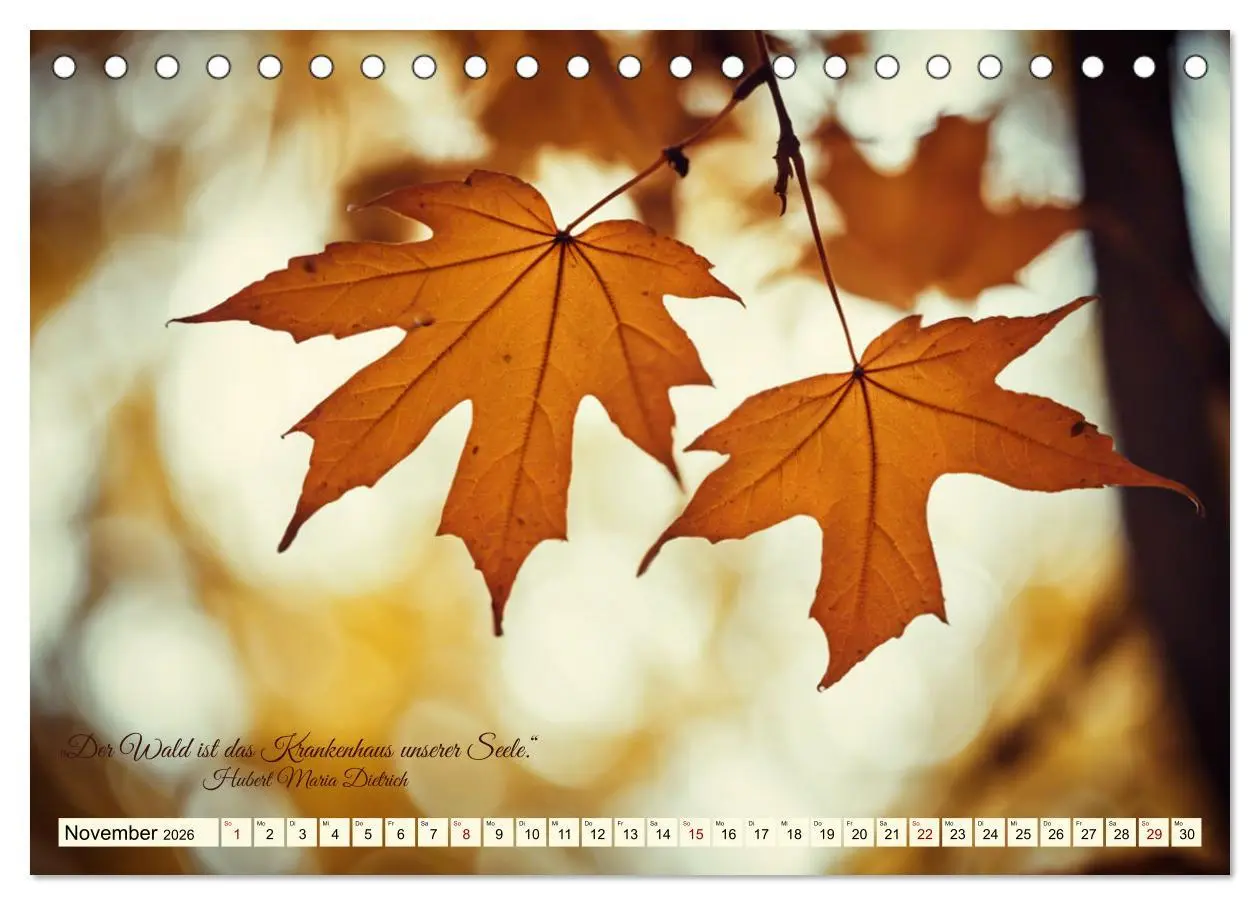 Bild: 9783457411995 | Waldbaden - Shinrin Yoku (Tischkalender 2026 DIN A5 quer), CALVENDO...