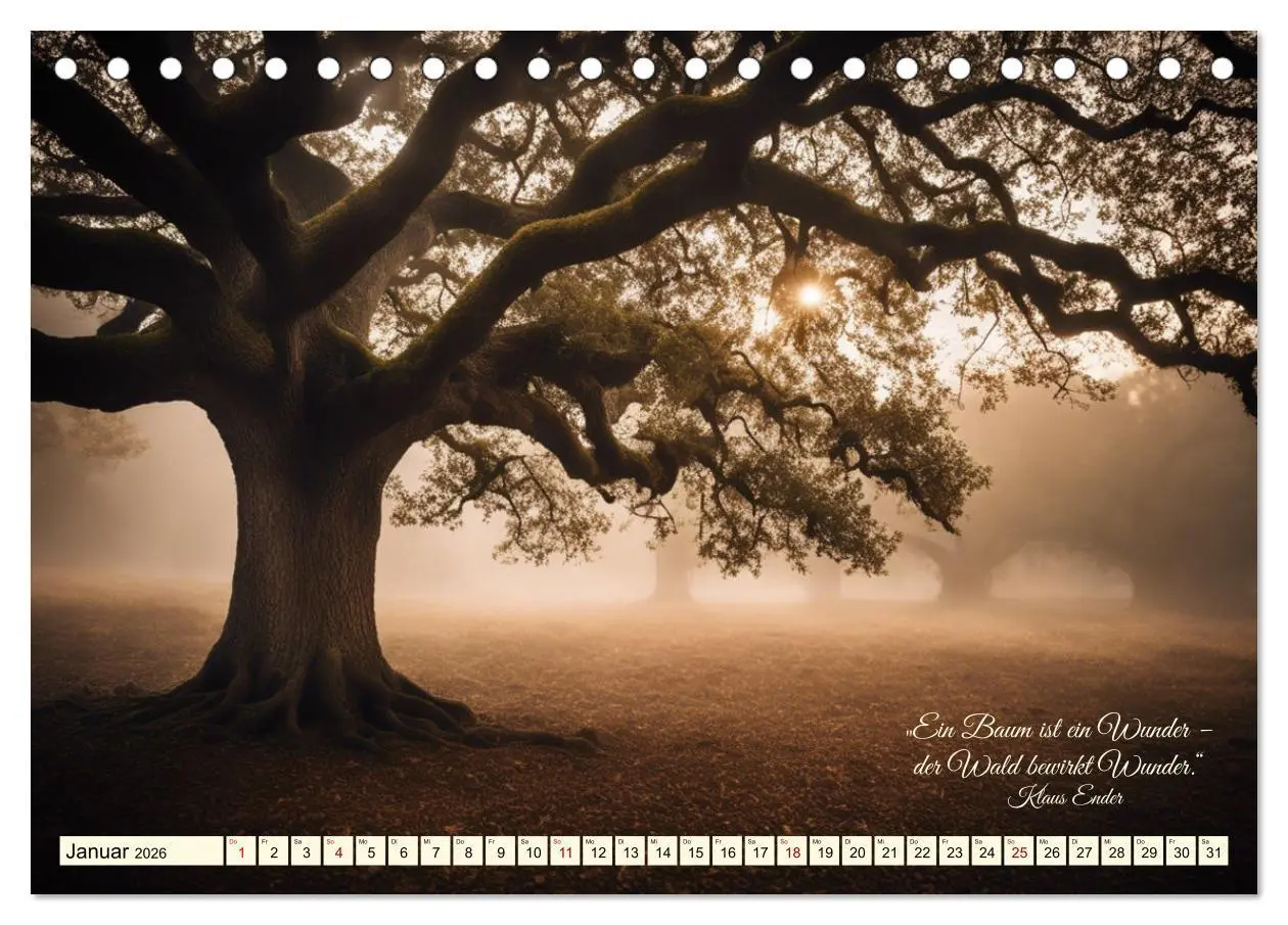 Bild: 9783457411995 | Waldbaden - Shinrin Yoku (Tischkalender 2026 DIN A5 quer), CALVENDO...