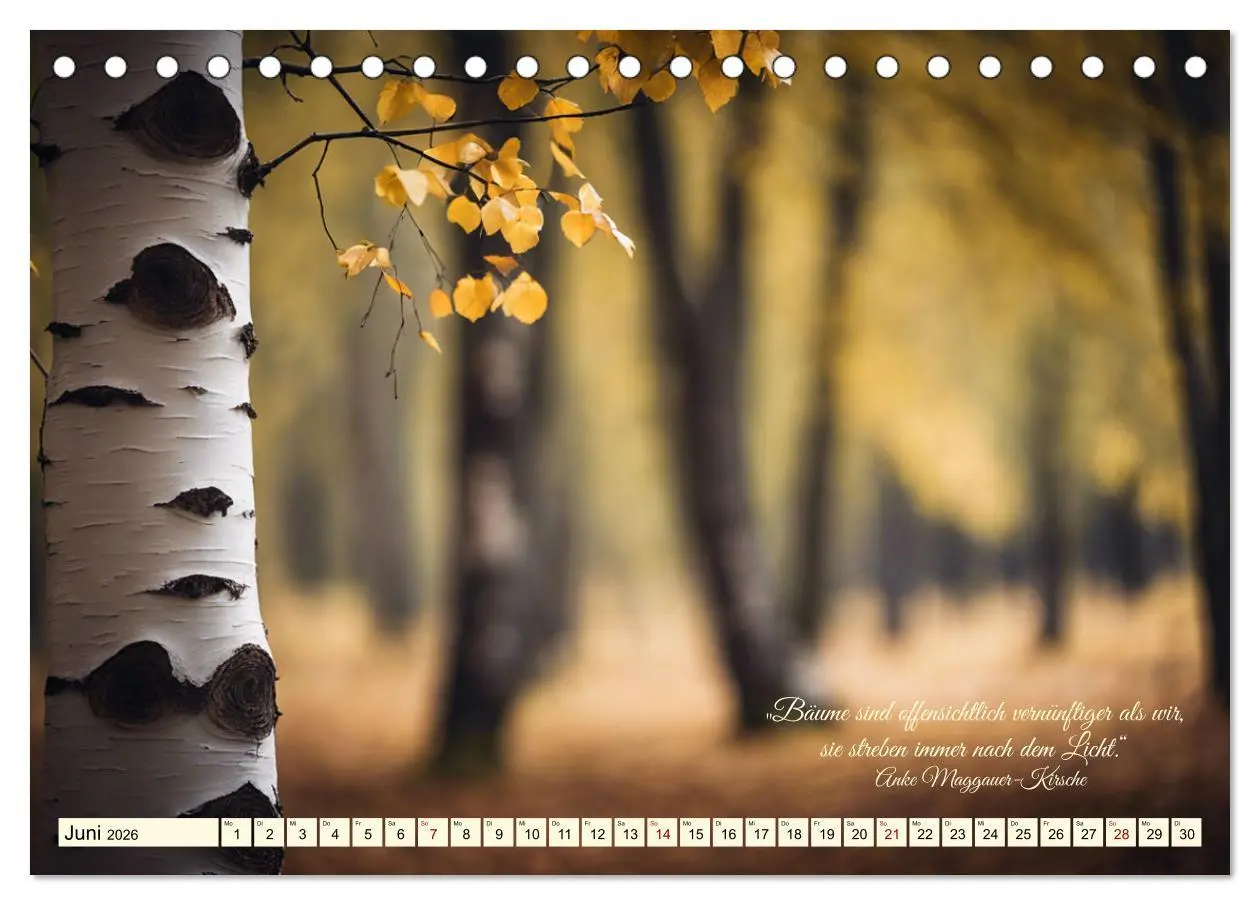 Bild: 9783457411995 | Waldbaden - Shinrin Yoku (Tischkalender 2026 DIN A5 quer), CALVENDO...
