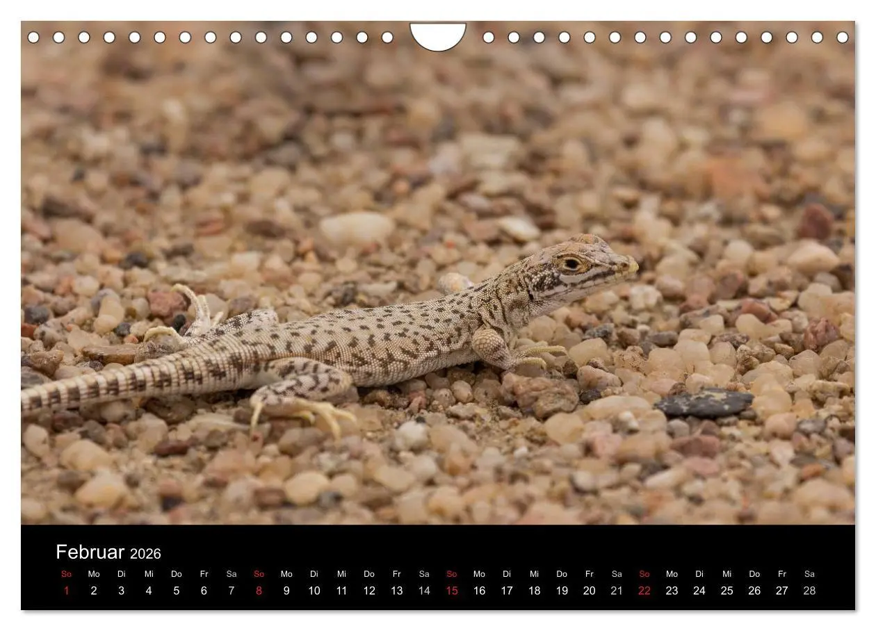 Bild: 9783516172195 | Wunderschönes Namibia (Wandkalender 2026 DIN A4 quer), CALVENDO...