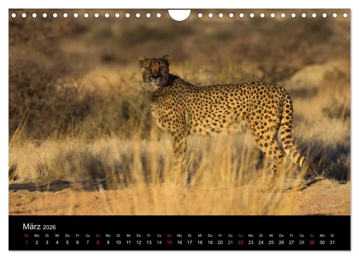 Bild: 9783516172195 | Wunderschönes Namibia (Wandkalender 2026 DIN A4 quer), CALVENDO...