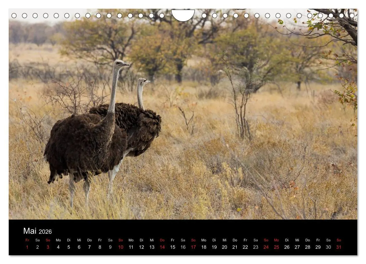 Bild: 9783516172195 | Wunderschönes Namibia (Wandkalender 2026 DIN A4 quer), CALVENDO...