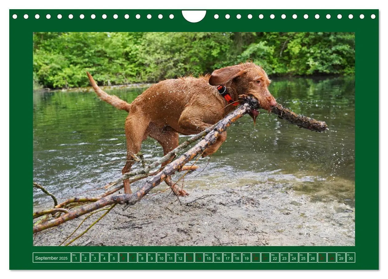 Bild: 9783383962295 | Faszination Magyar Vizsla am See (Wandkalender 2025 DIN A4 quer),...