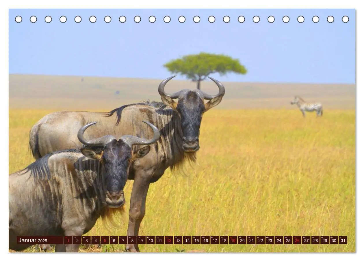 Bild: 9783435742295 | Afrika. Zauber des schwarzen Kontinents (Tischkalender 2025 DIN A5...
