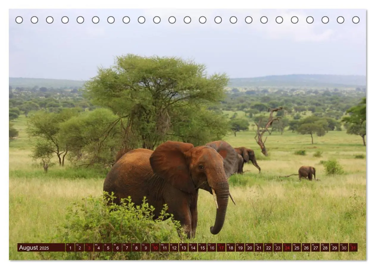 Bild: 9783435742295 | Afrika. Zauber des schwarzen Kontinents (Tischkalender 2025 DIN A5...