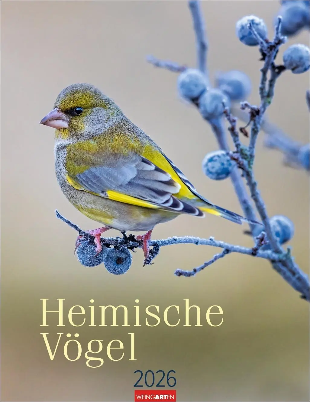 Cover: 9783839902295 | Heimische Vögel Kalender 2026 | Kalender | Tierkalender Weingarten