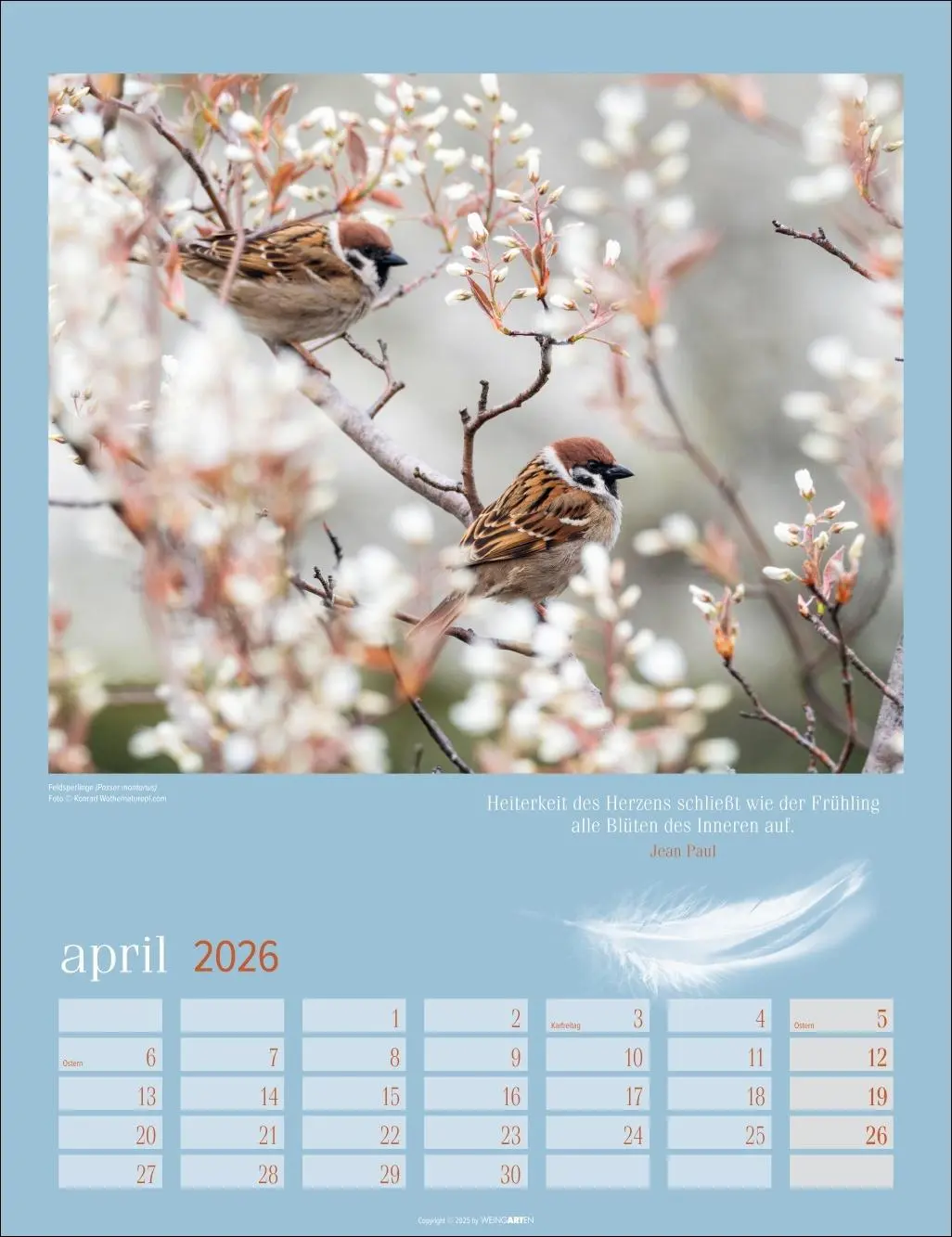 Bild: 9783839902295 | Heimische Vögel Kalender 2026 | Kalender | Tierkalender Weingarten