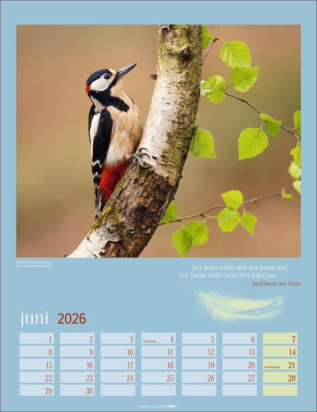 Bild: 9783839902295 | Heimische Vögel Kalender 2026 | Kalender | Tierkalender Weingarten