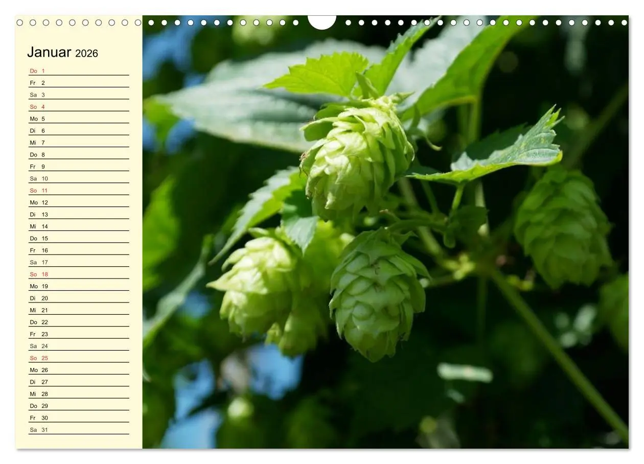 Bild: 9783457982495 | Bier. Die Kunst des Bierbrauens. Impressionen (Wandkalender 2026...