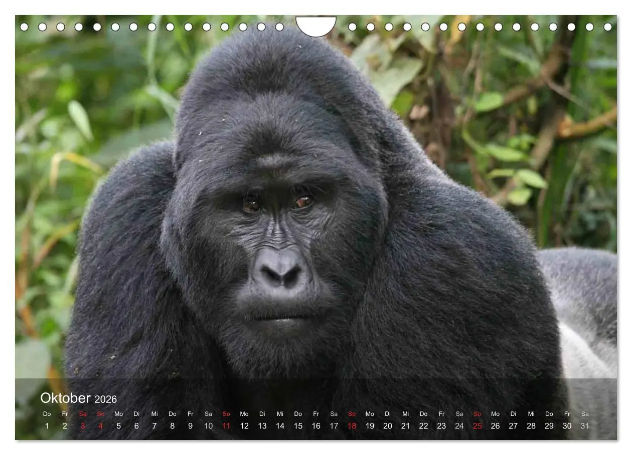 Bild: 9783516072495 | Menschenaffen. Gorillas, Schimpansen, Orang-Utans (Wandkalender...