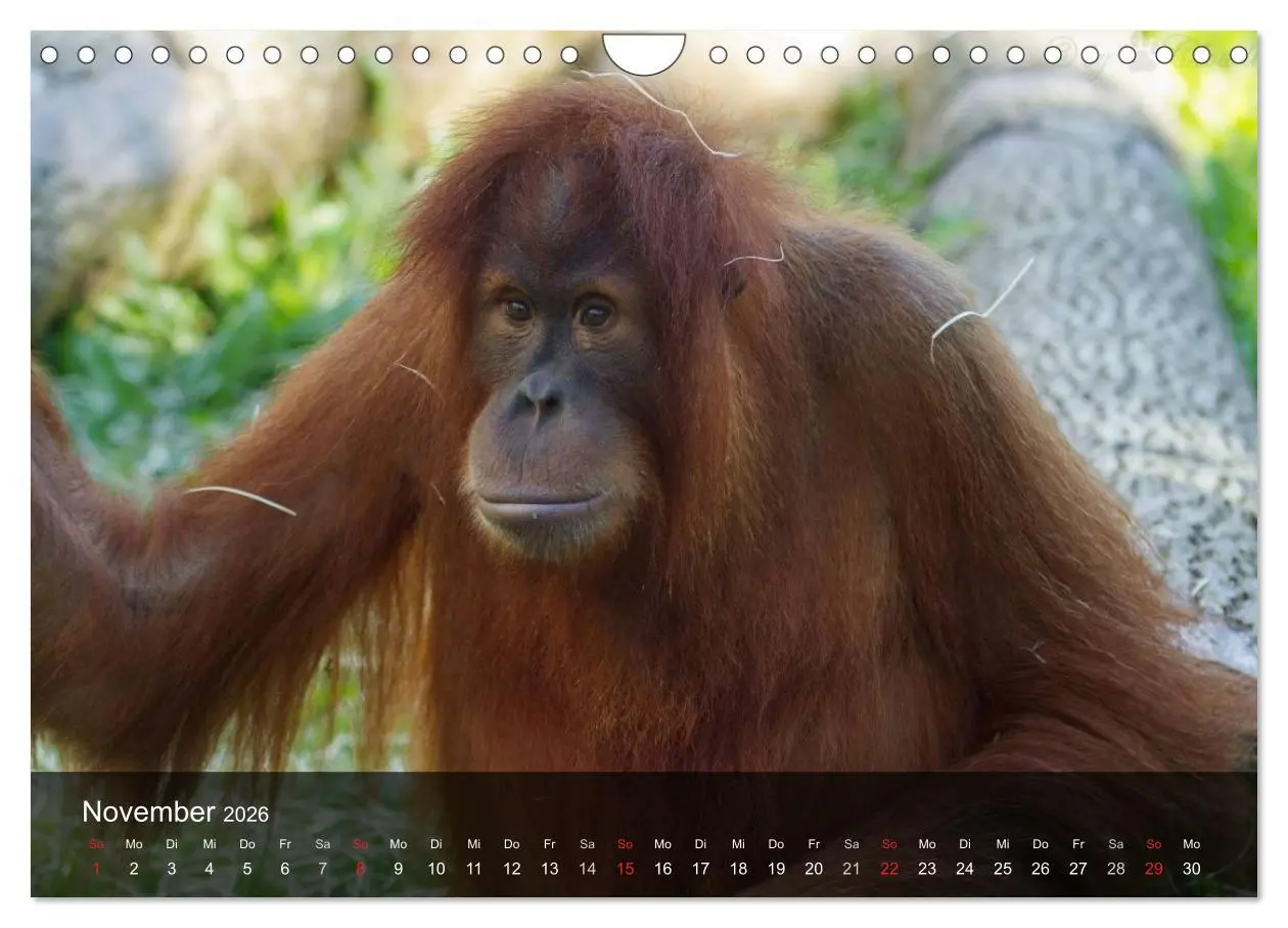 Bild: 9783516072495 | Menschenaffen. Gorillas, Schimpansen, Orang-Utans (Wandkalender...