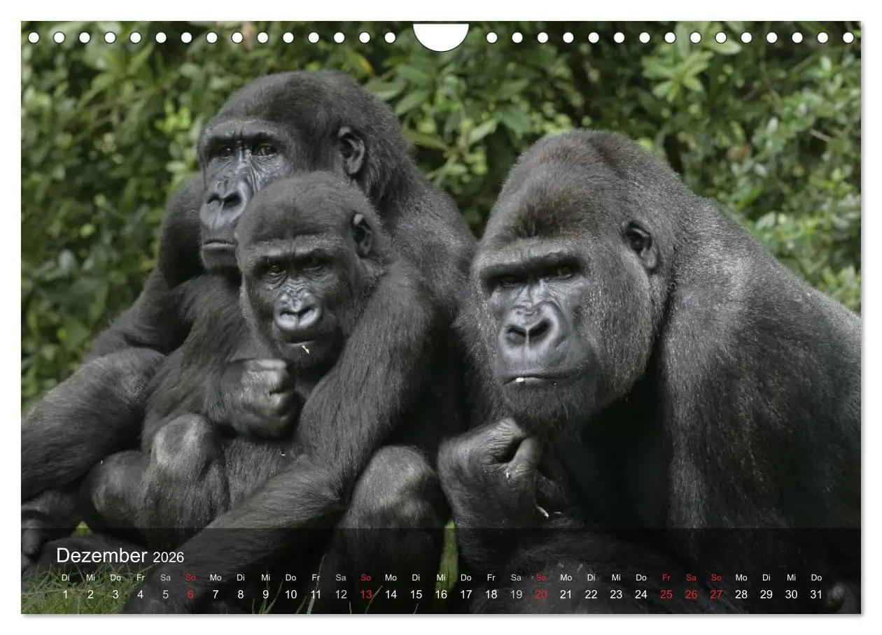 Bild: 9783516072495 | Menschenaffen. Gorillas, Schimpansen, Orang-Utans (Wandkalender...