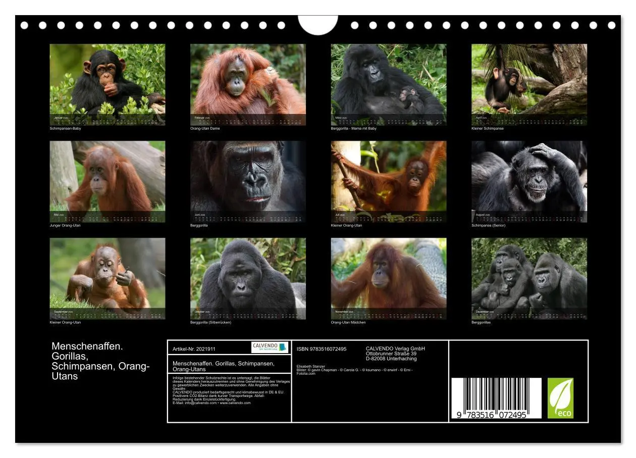 Bild: 9783516072495 | Menschenaffen. Gorillas, Schimpansen, Orang-Utans (Wandkalender...
