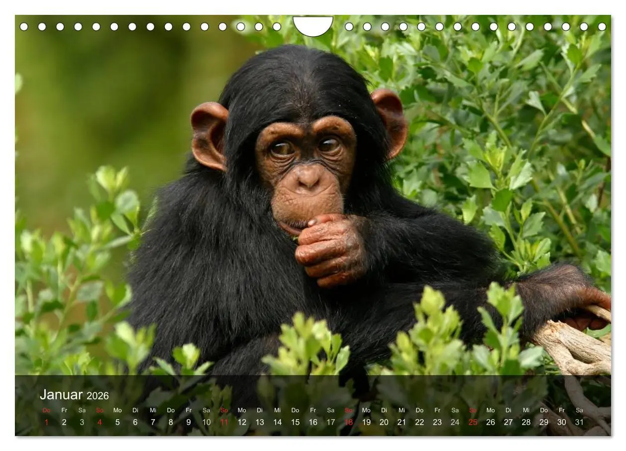Bild: 9783516072495 | Menschenaffen. Gorillas, Schimpansen, Orang-Utans (Wandkalender...