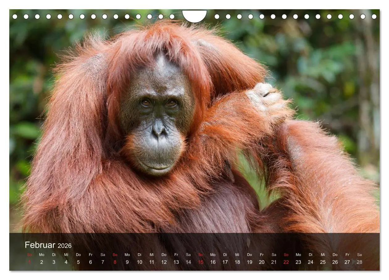 Bild: 9783516072495 | Menschenaffen. Gorillas, Schimpansen, Orang-Utans (Wandkalender...