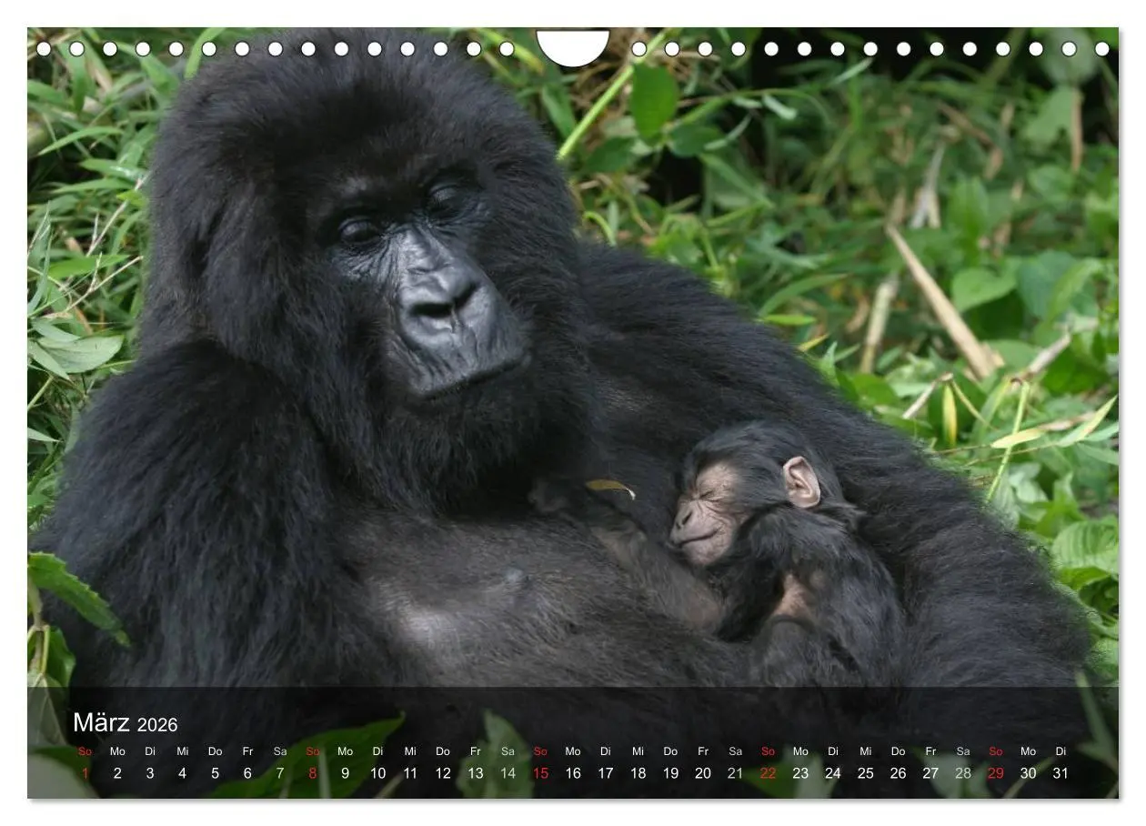 Bild: 9783516072495 | Menschenaffen. Gorillas, Schimpansen, Orang-Utans (Wandkalender...