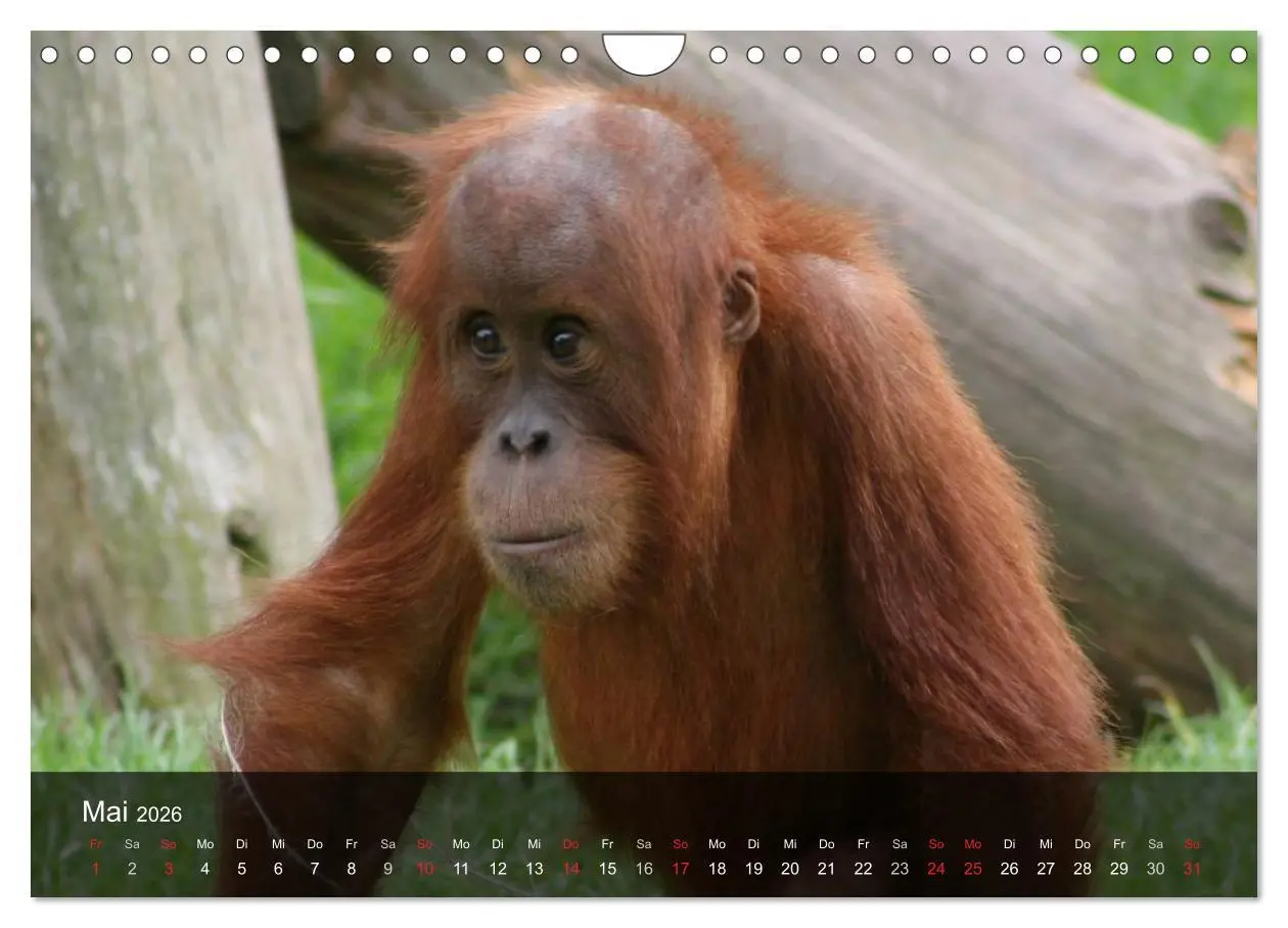Bild: 9783516072495 | Menschenaffen. Gorillas, Schimpansen, Orang-Utans (Wandkalender...