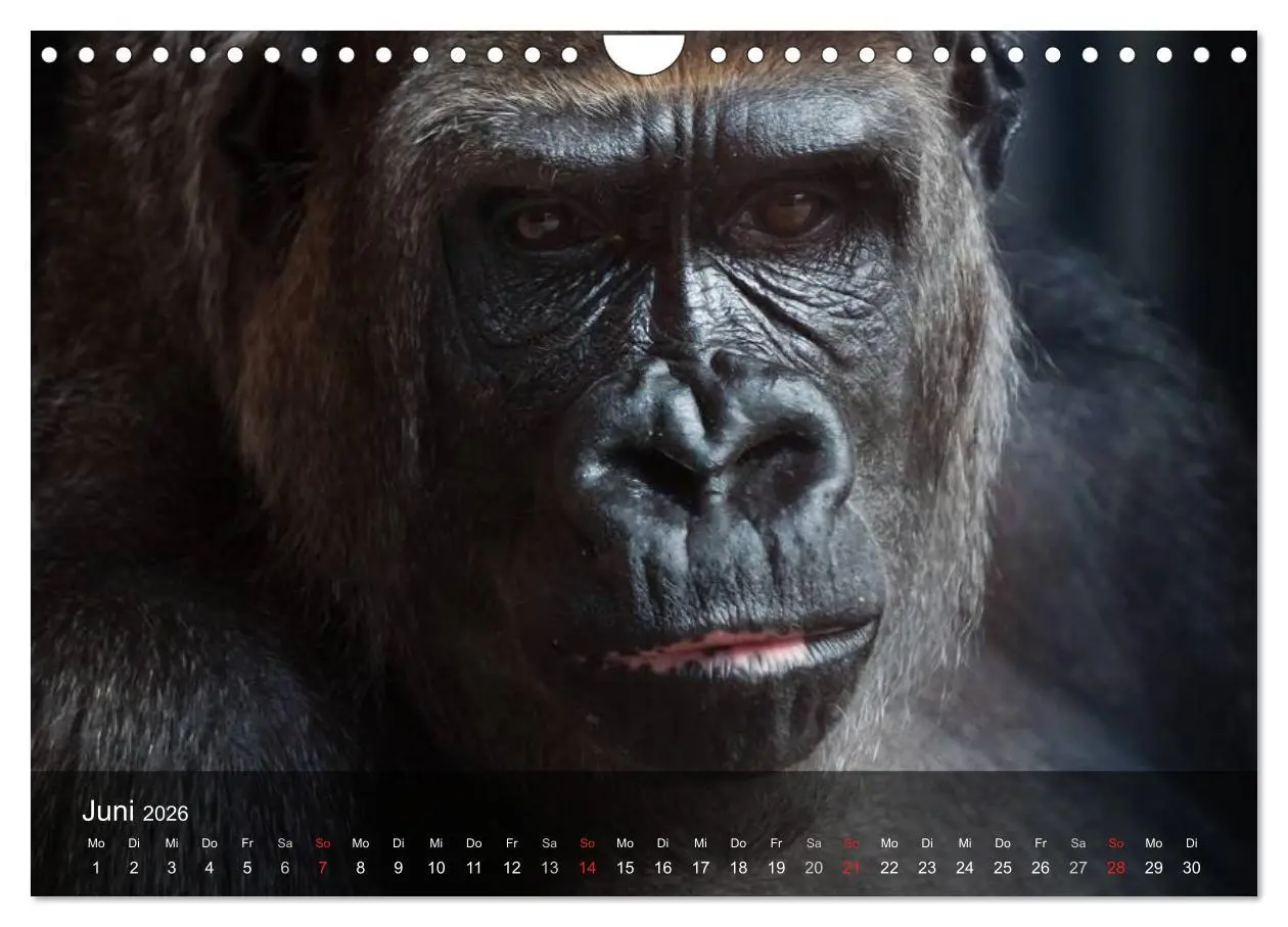 Bild: 9783516072495 | Menschenaffen. Gorillas, Schimpansen, Orang-Utans (Wandkalender...