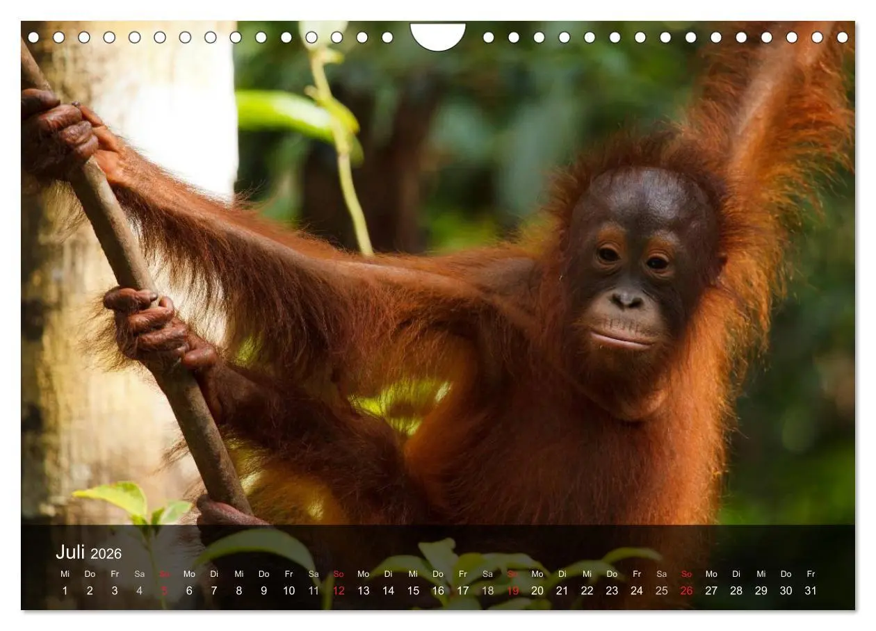 Bild: 9783516072495 | Menschenaffen. Gorillas, Schimpansen, Orang-Utans (Wandkalender...