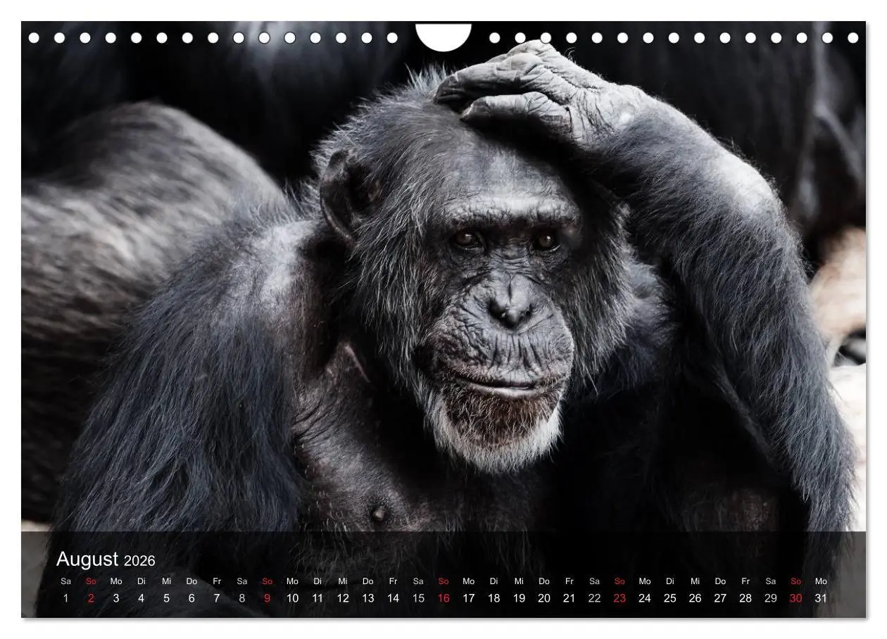 Bild: 9783516072495 | Menschenaffen. Gorillas, Schimpansen, Orang-Utans (Wandkalender...